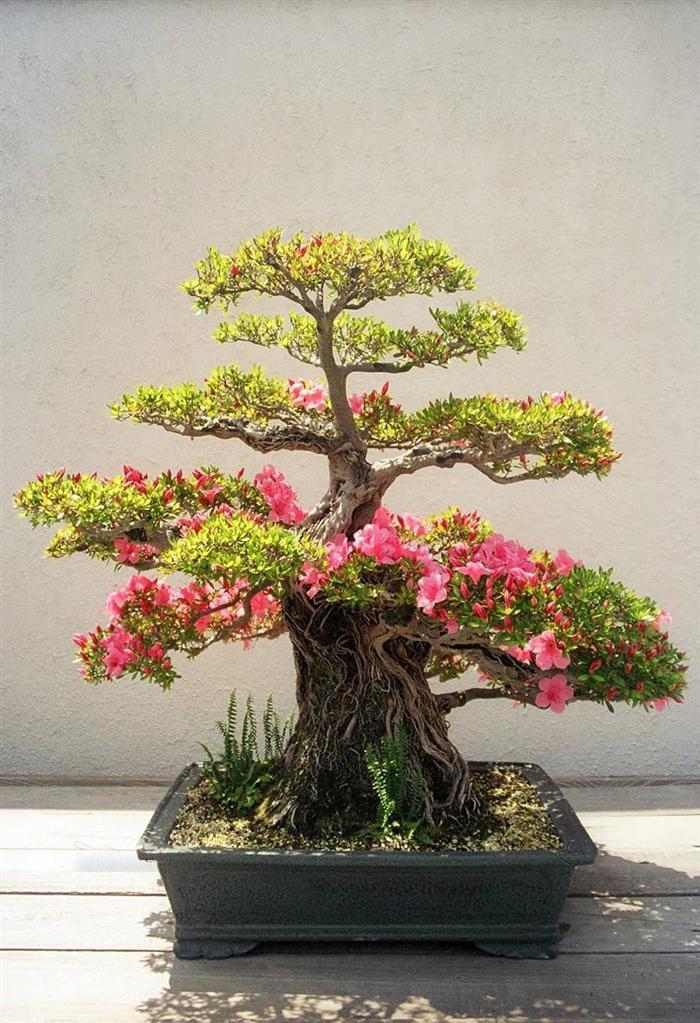 JasminsEdition's tweet image. 21 Most Beautiful and Oldest Bonsai trees in the world. bit.ly/2cpbMCG