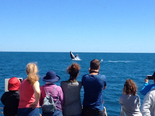 QuickCatII's tweet image. A breach from this morning,  only a few weeks to go, so  dont miss out on seeing the whales up close@@QuickCatII #visitfrasercoast