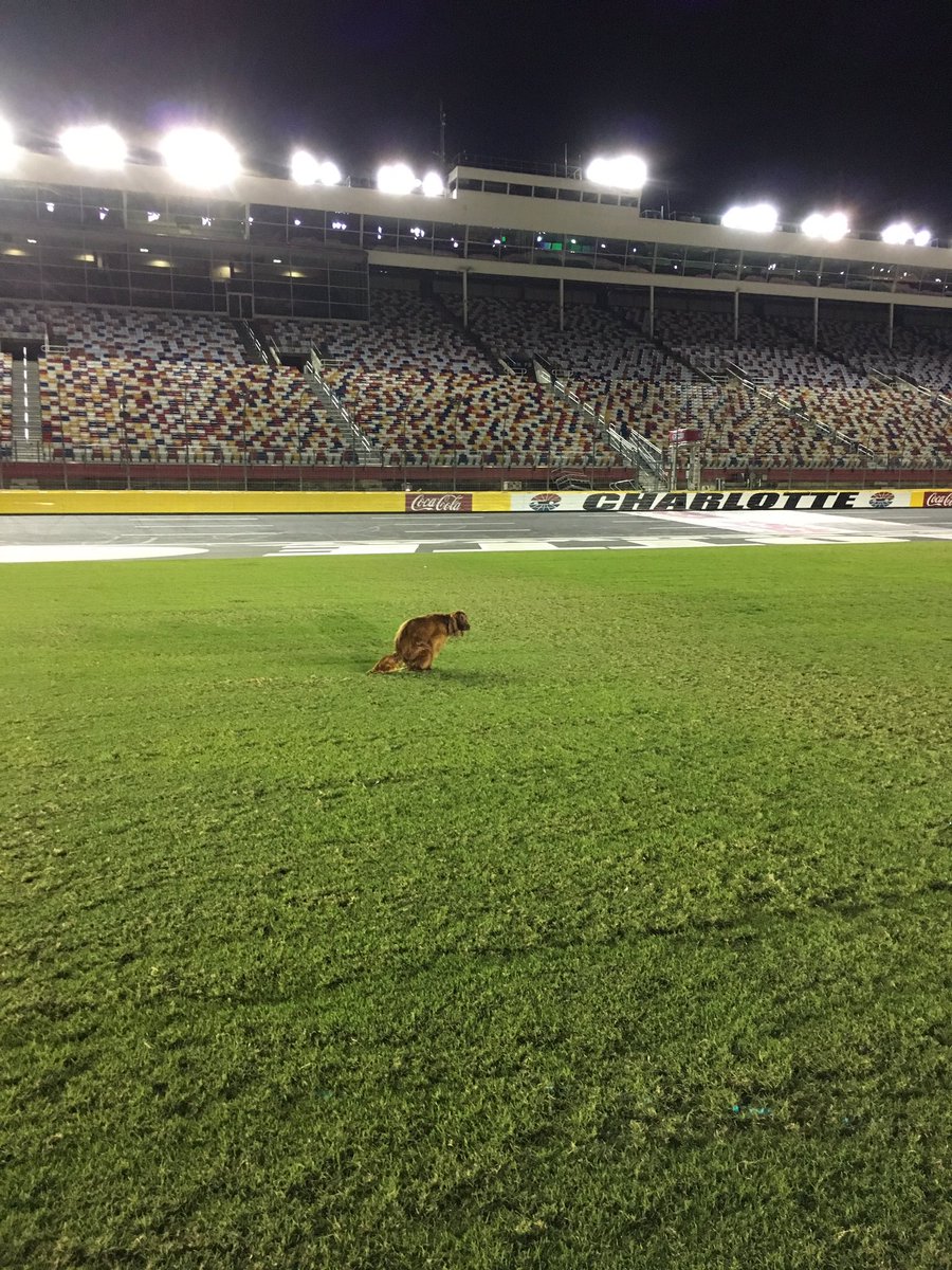 DaleJr's tweet photo. Gus fertilized the lawn @CLTMotorSpdwy tonight. https://t.co/hkdfxdhwH1