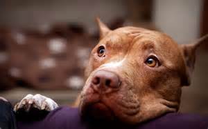 Debi_Boop's tweet photo. Please Open Read+#Help #Pets
It's Easy To #Donate+Free
w/👉🏼#BayerAnimalHealth💌Hashtag👉#ShareForShelters🐶+🐱#Pet📸Pic
👉🏼https://t.co/zOsFaImhJP https://t.co/H63M2DqzV8