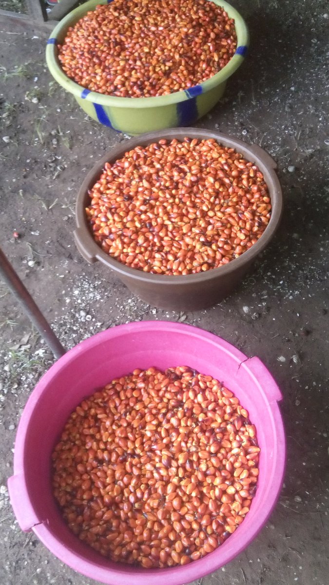 Este es lo Dios pongo al mi país Guiné-Bissau.
This is blessining of Jesus for my Guiné-Bissau countrie .