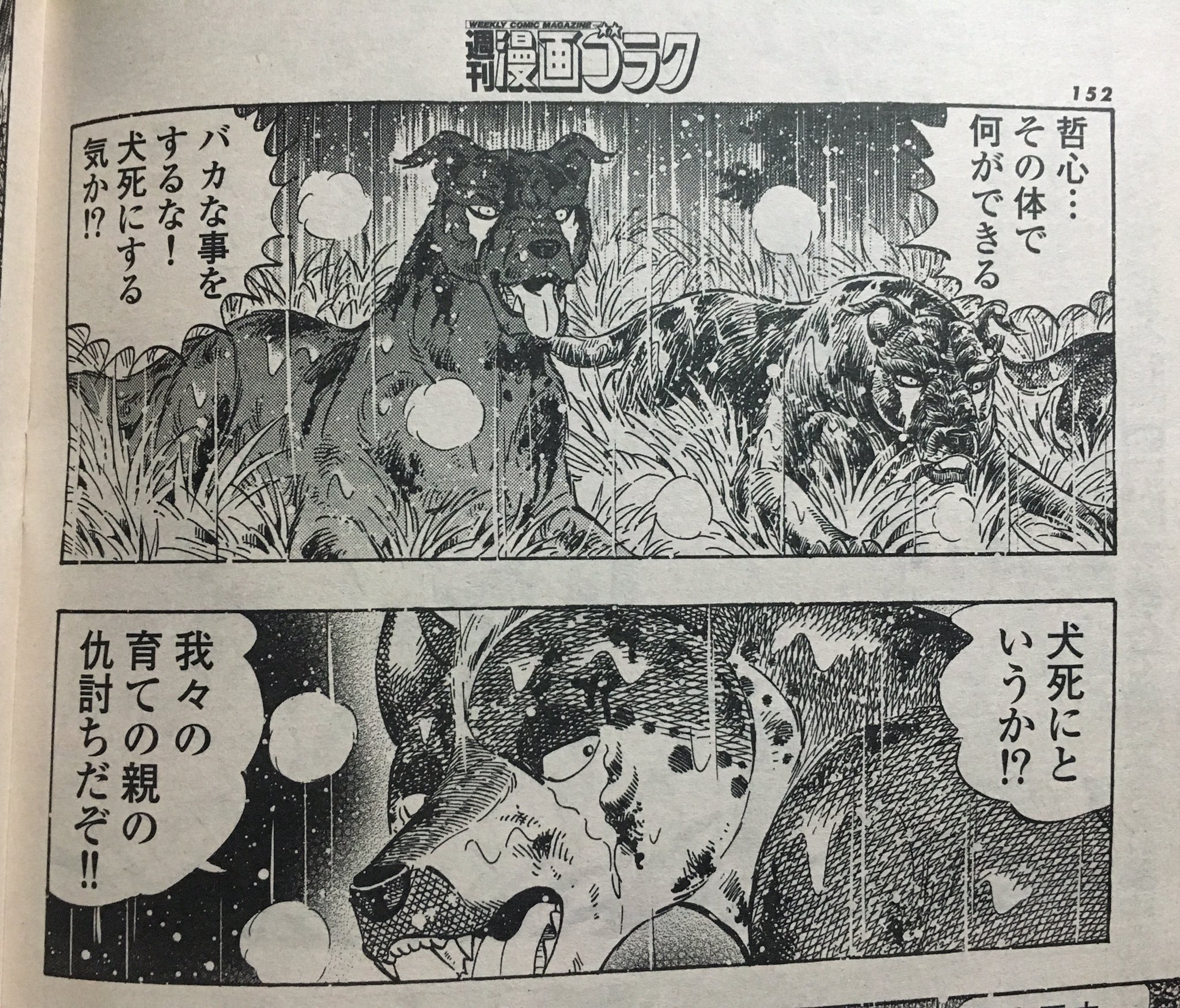 Twitter 上的 チョムマン 漫画ゴラク 銀牙 The Last Wars 高橋よしひろ とても熱いシーンなのだが 犬が犬にむかって 犬死にする気か と聞いてしまう事にジワジワきてしまう回 そして輝ける犬生 犬生と書いてじんせいと読む T Co Wtkvtoxz7p