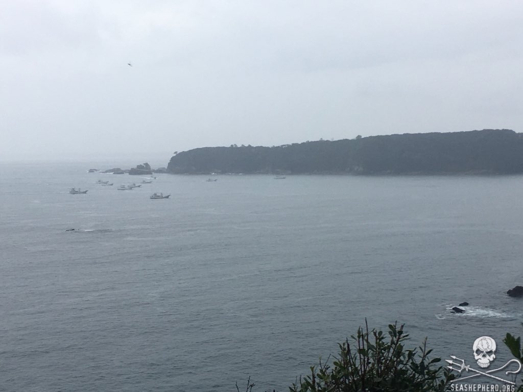 SeaShepherd404's tweet photo. A pod of Dolphins is being driven towards the Cove. Coast Guard has entered the Cove. Will update soon. #tweet4taiji #seashepherd https://t.co/nzBTFiWU5f