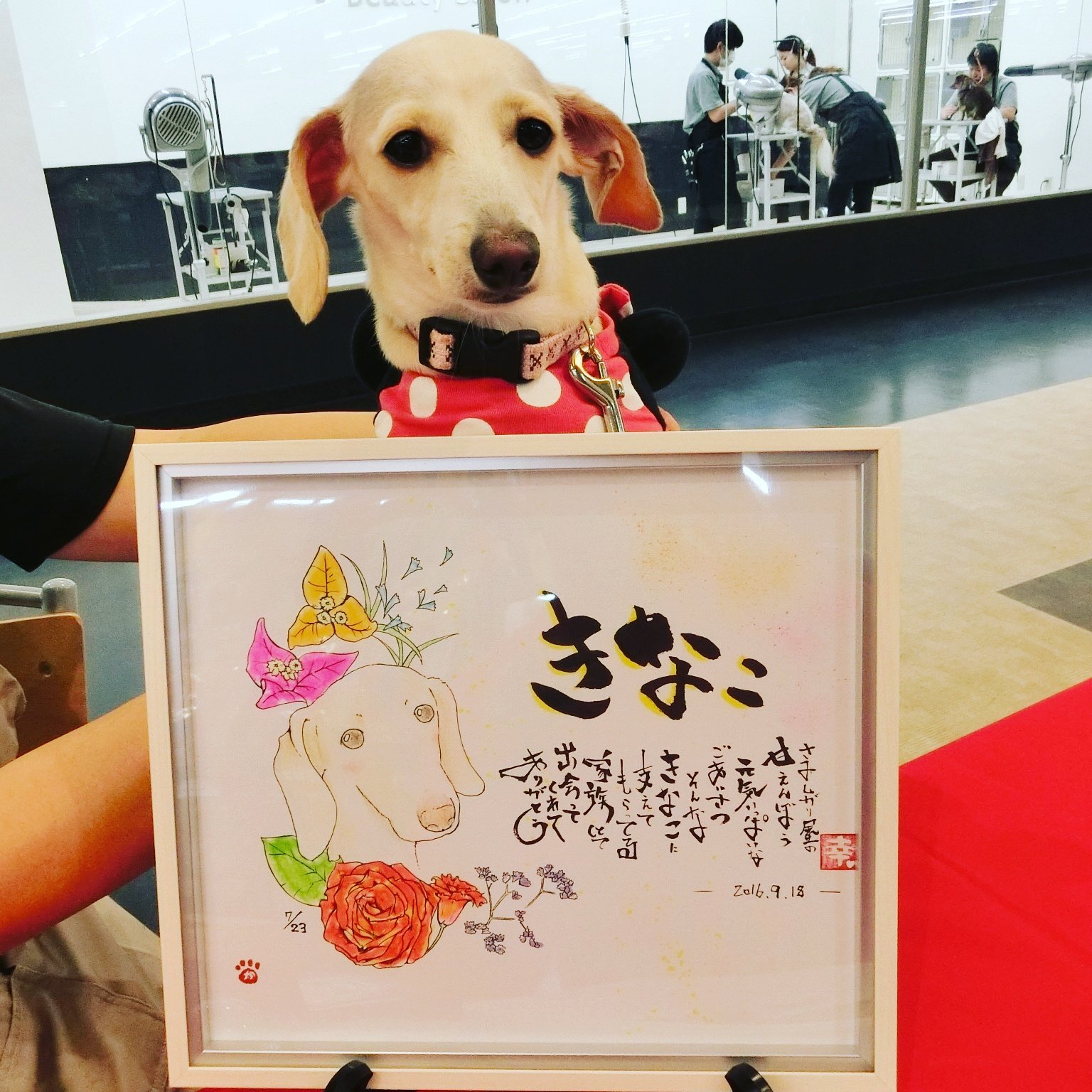 墨絵画家カツ Katsu きなこ ユアペティア新座店のペットショップの店長さんとこのワンコ 詩 似顔絵 誕生花 なんともいえない表情が カワエエんです ようやくね 仲良うしてくれるようになりました ユアペティア 新座 イラスト 似顔絵 犬