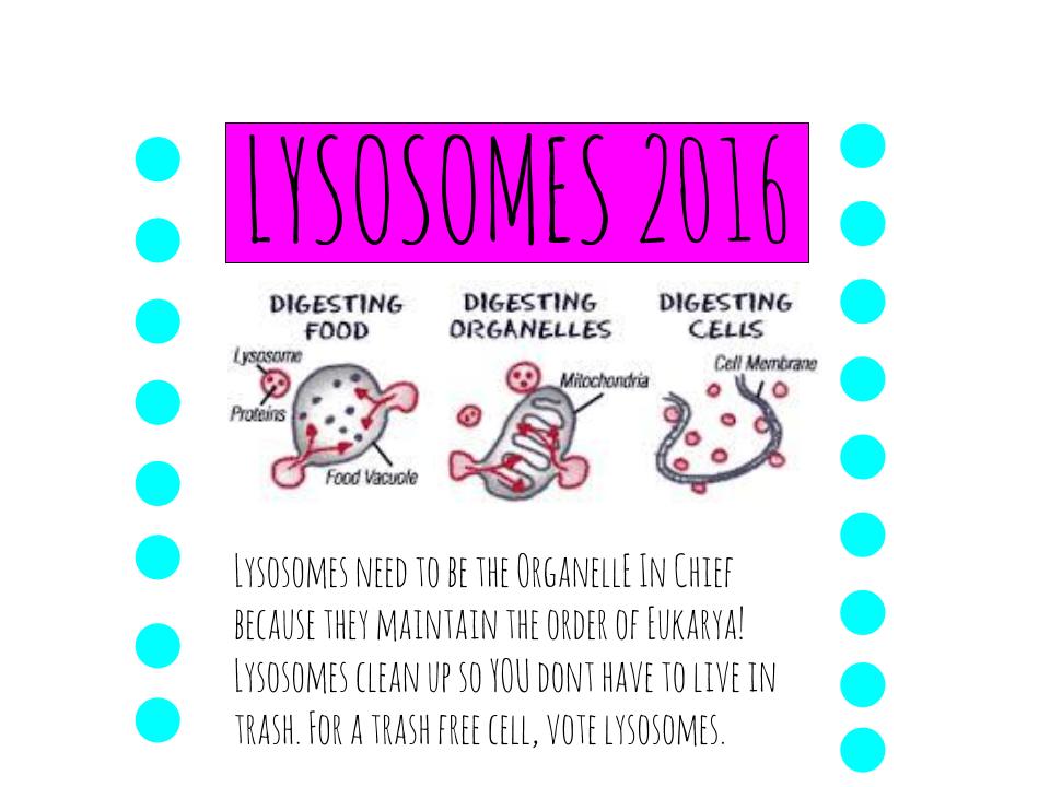 solysosome's tweet photo. @murphyapbio LYSOSOMES 2016 https://t.co/CpW7iKqnDI