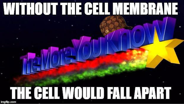 CellMemebrane5's tweet photo. #SecurtyForEukarya @murphyapbio https://t.co/h7B22W8brW