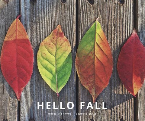 RenasOrganic's tweet photo. Who’s ready for fall leaves hoodies and bonfires? I’m excited for new goals!
#EasyWillpower #Fall https://t.co/IweQrKaEoP