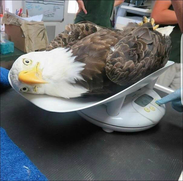 オウムの体重測定が予想以上に可愛すぎたｗｗｗ