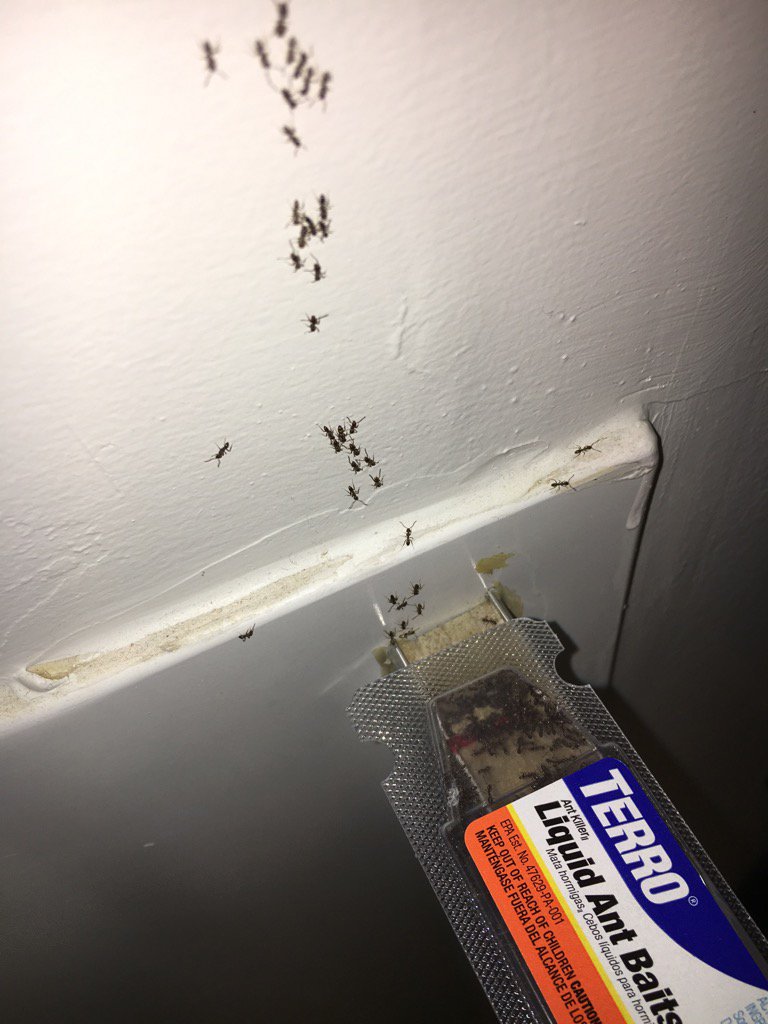 bradleypirman's tweet photo. Come and get it! And get outta my house! #dieants @TerroDeadAnts https://t.co/ZpVDkLMKJV