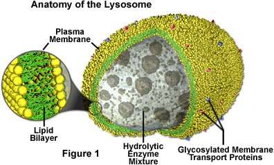 lyso_digestthis's tweet photo. @murphyapbio Despite our dependence on a acidic environment, if we rupture the cell can remain uninjured! #lookingoutfororganellebretheren https://t.co/wDXxg2Ce1R