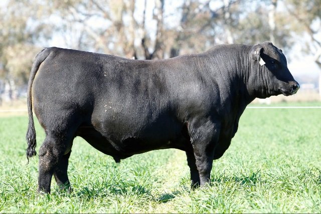 Ascot #Angus Bull Sale, QLD - 53/53 bulls sold av. $12736. Lot 41. Sold for $70000 to Ben Nevis &amp; Trio Angus Studs.