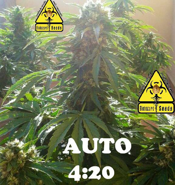 info_seeds's tweet photo. Nuestra variedad Auto 420 no deja de sorprender a quien la cultiva y más a quien la consume!

#Autoflowering #Auto420 #420 #cuatroveinte https://t.co/Ym7XnkYAlV