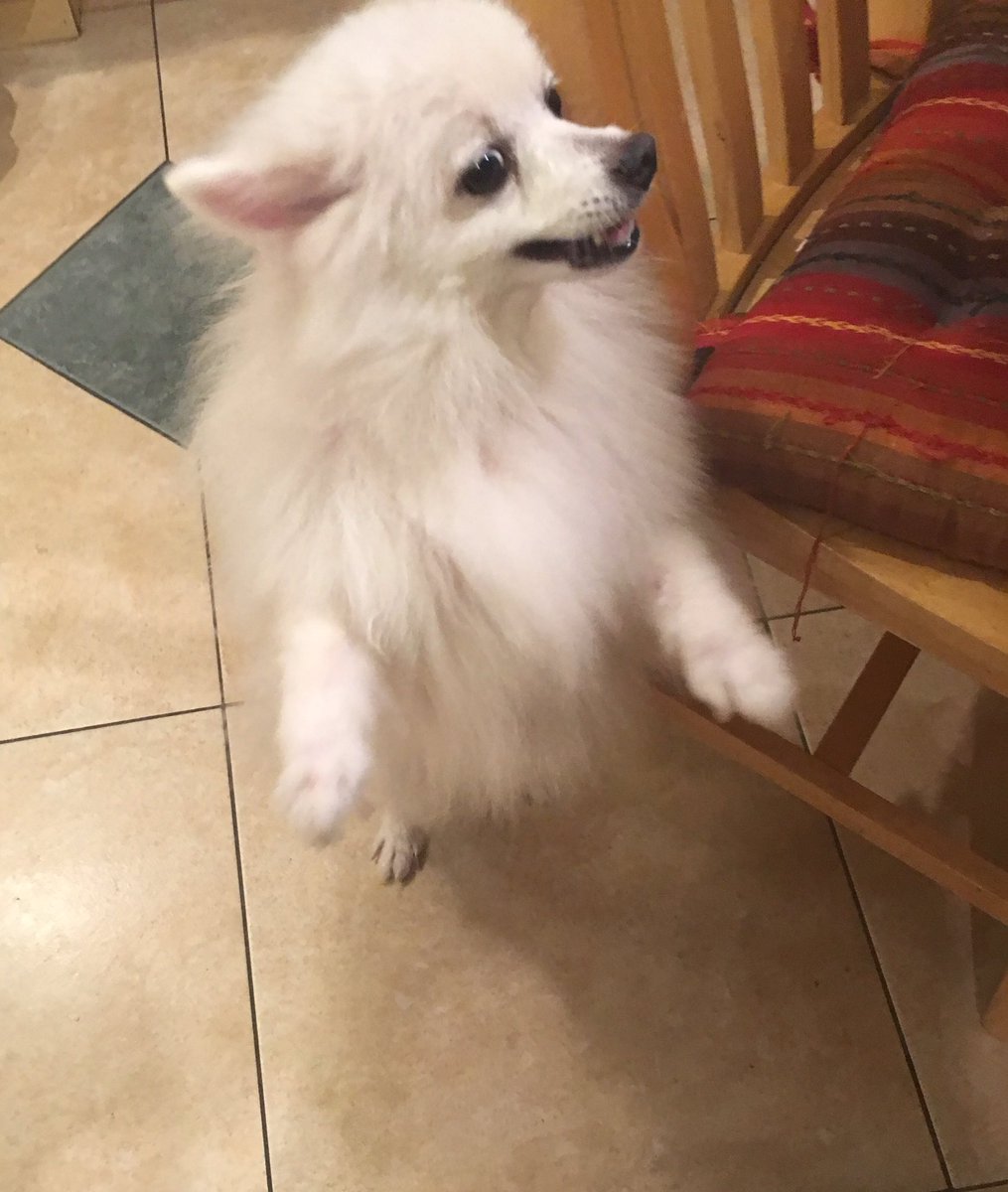 ViviTheVolpino's tweet photo. 9-21-16 I'm Dancin' Dancin' Dancin' TedDanson. (Vivi disguises her waiting and looking for treats) #DancingDog #DogsOfTwitter #DogDancer https://t.co/IQHbEV8rqe