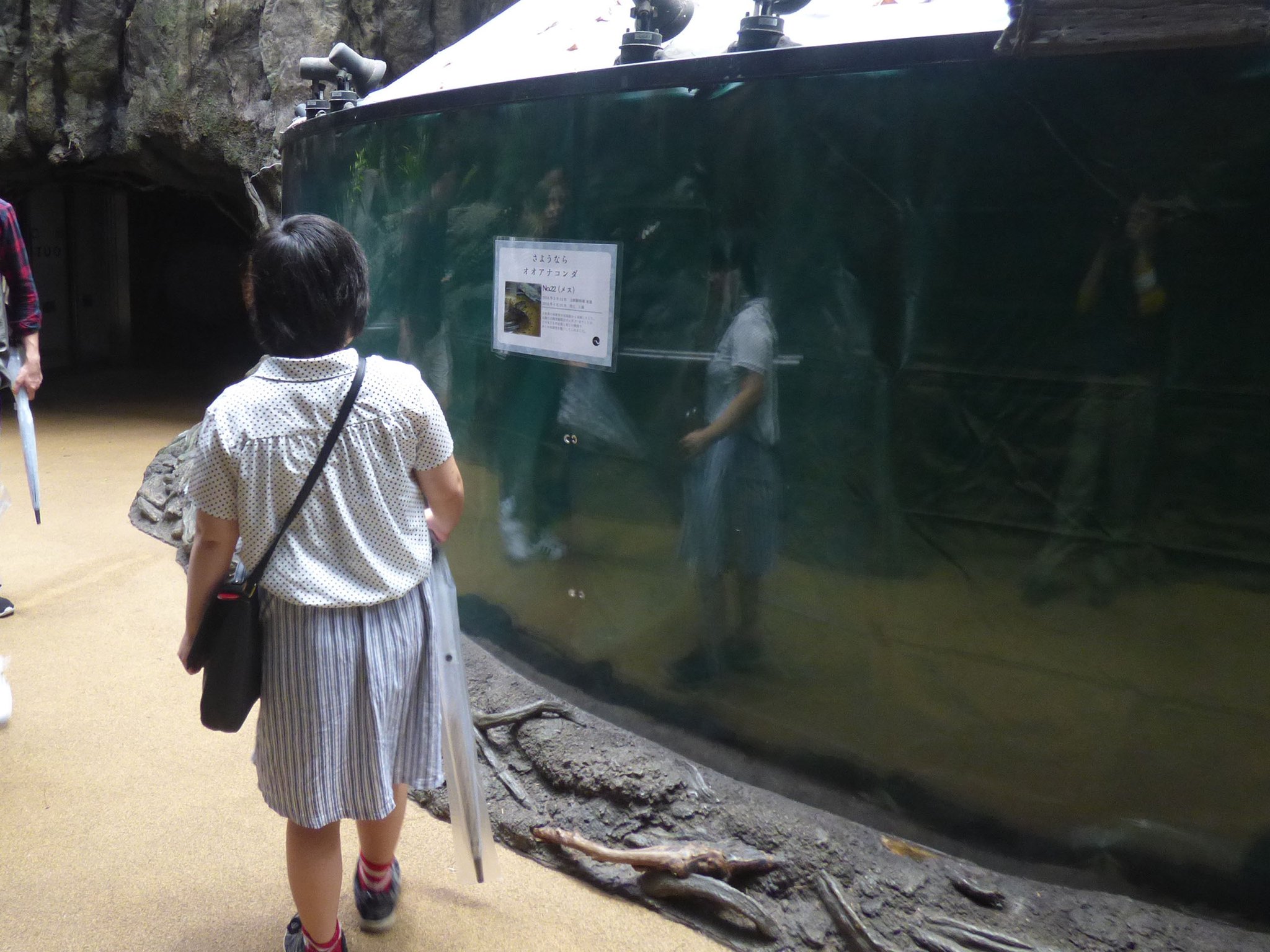 上野動物園 公式 両生爬虫類館でくらしていたオオアナコンダが9月21日に死亡しました その大きな存在感で多くの来園者を楽しませてくれました