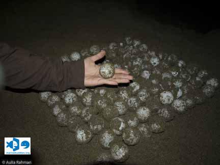 marinebuddies's tweet photo. Konsumi telur penyu ancam kesehatan manusia dan keseimbangan laut https://t.co/fKwxhrIxa9 https://t.co/BdT9qk71jH