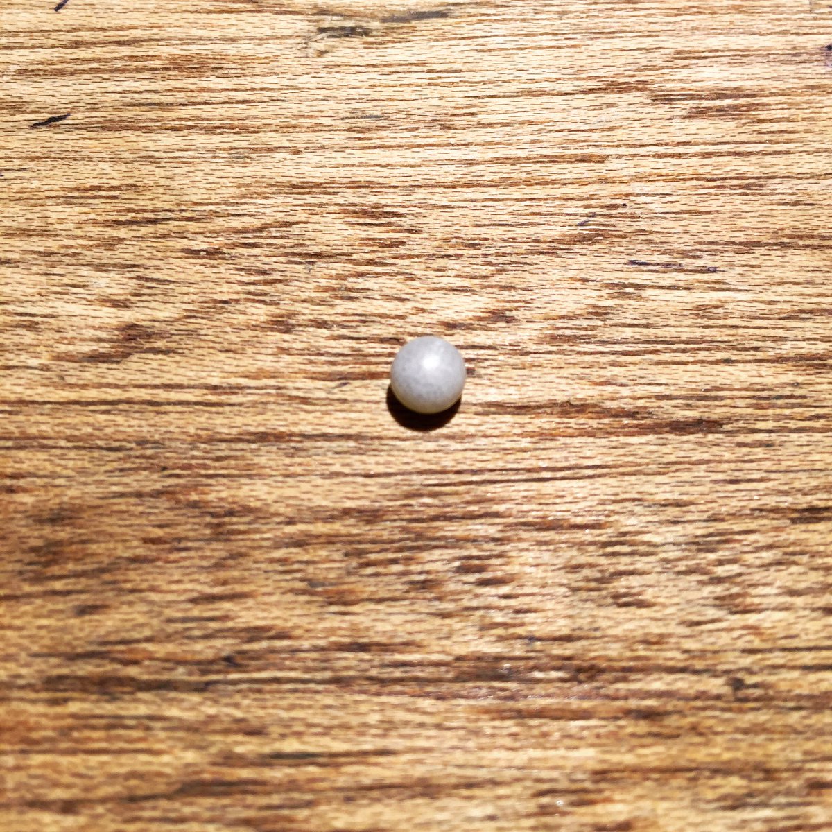 BlueBellEMS's tweet photo. Not only do @johnsonsfish1 supply our #oysters they now supply our pearls too! #EmsworthLife #EBFF16 @LoveBritishFood https://t.co/b0u2fgMmYc