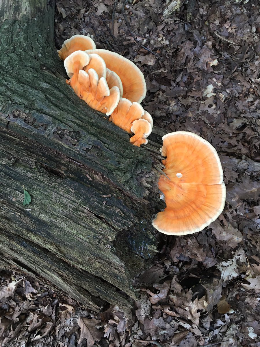 De herfst is vandaag oranje begonnen🍄🎃 maar morgen is #burendag zomers als vanouds😎