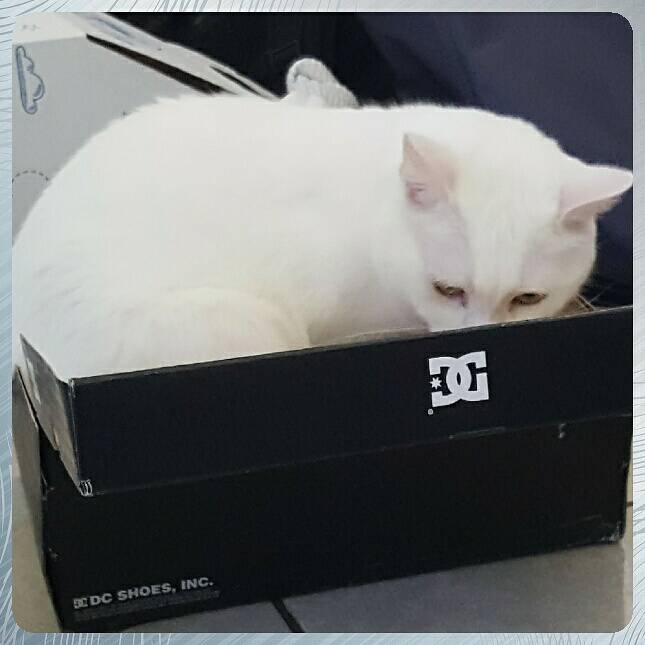 Snow_Mick's tweet photo. My new favorite box.  What's yours? #snowmic #cats https://t.co/bXSKkS4zhX