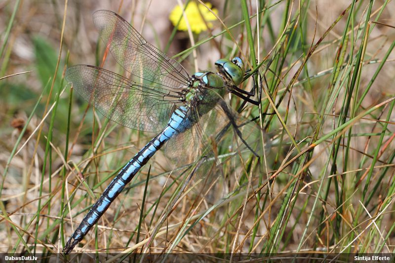 Top Latvijas spāru atlants - ja arī tavā fotoarhīvā ir kāds spāres foto, pievieno Dabasdati.lv, arī kā nezināmu! dabasdati.lv/lv/article/top…