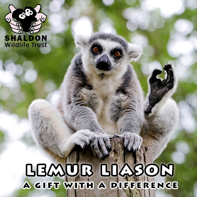 Whether you're mad about #Meerkats or in love with Lemurs we have experiences for everyone here at #Shaldon Zoo