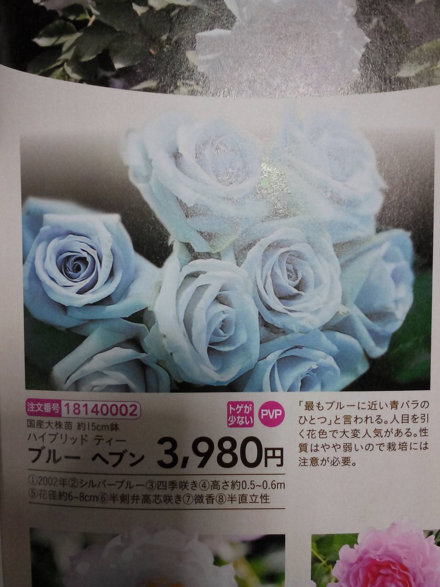 ｃｉｅｌ ａｌｅｎｃｏｎ シエル 毎年楽しみにしているカインズのバラ苗 カタログ貰ってきた フルカラーでちょっとした図鑑みたいで見ているだけで楽しい ブルーヘブンが好きなバラで ノヴァーリスとセラフィムが気になってるやつ ５０００円で送料無料