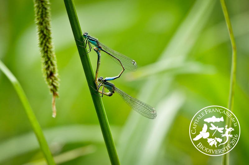 #Rennes élue capitale française de la #biodiversité 2016.