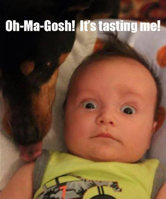 CuteDoxiePics's tweet photo. Lol <3 https://t.co/nzofoefAlG