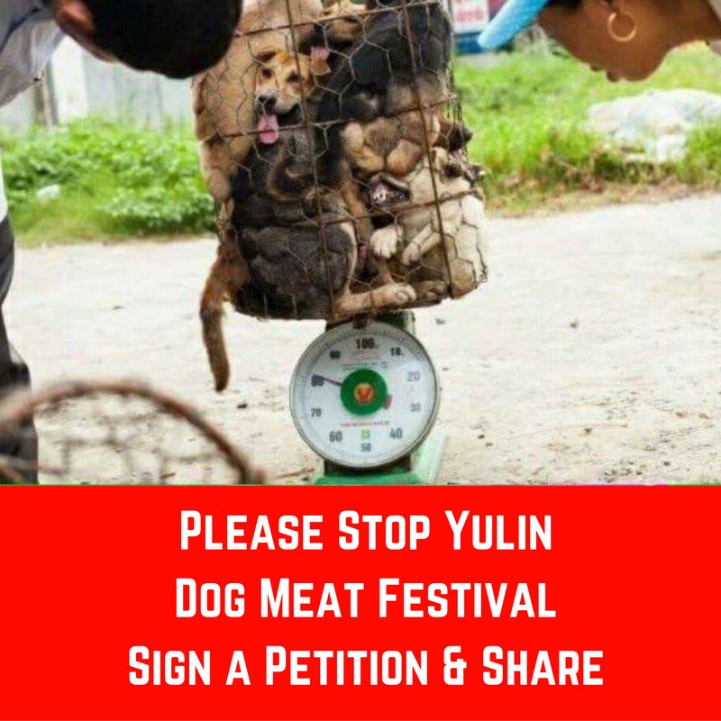 @Tower_Akbar Help 2 #StopYulinForever Sign Petition &amp; #RT chn.ge/1xz71qH #dogs #China #AnimalRights
