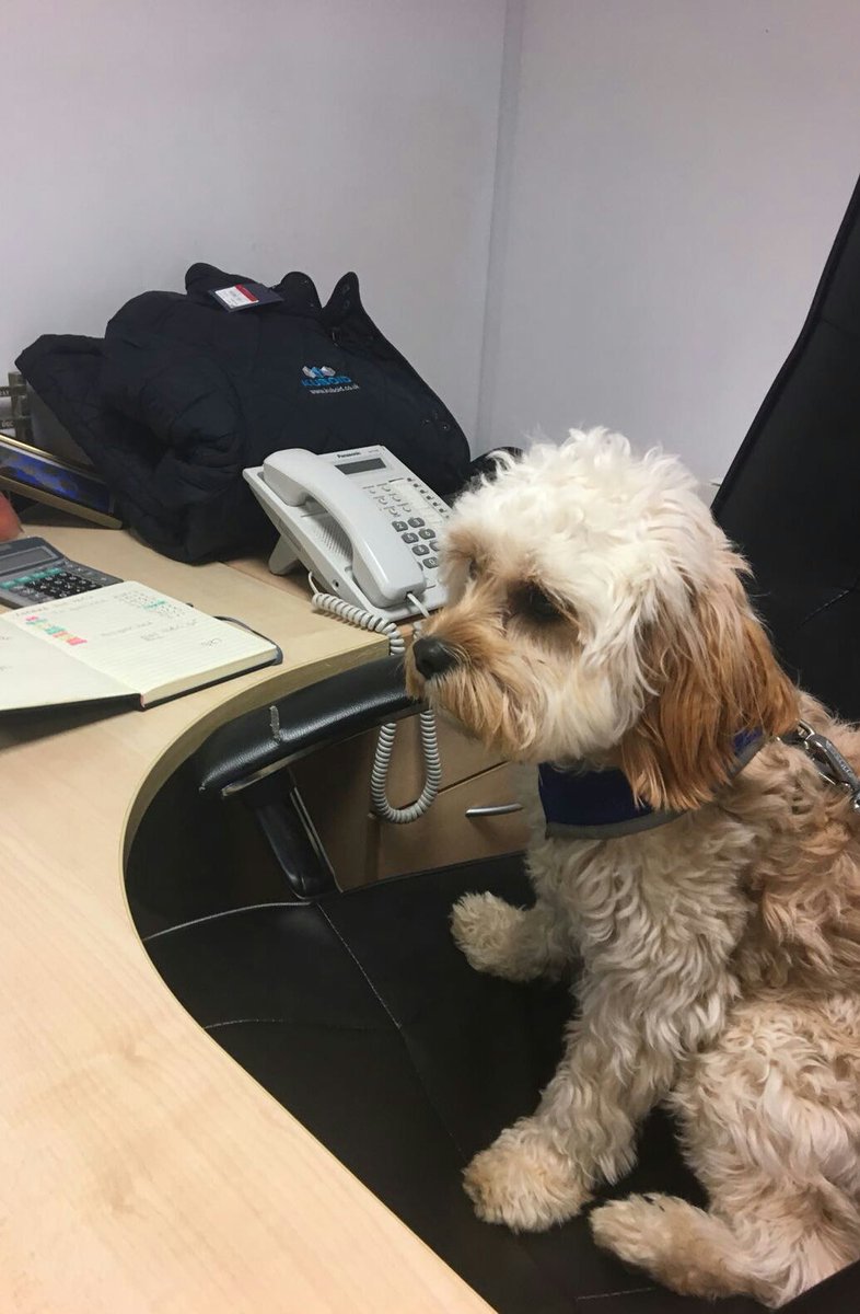 Whilst our Sales Director Andy was away from the office our Store Mascot Albie decided to take full advantage of his absence.