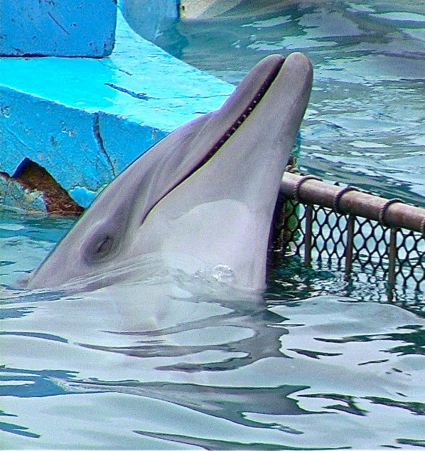 OrcaSOS's tweet photo. #Queen guitarist @DrBrianMay protests #Japanese dolphin hunts
@yurikageyama
https://t.co/dK5aIyWaCI
#TheCove #Taiji #Japan
#EndIt #Blackfish https://t.co/ClijtoRkOH