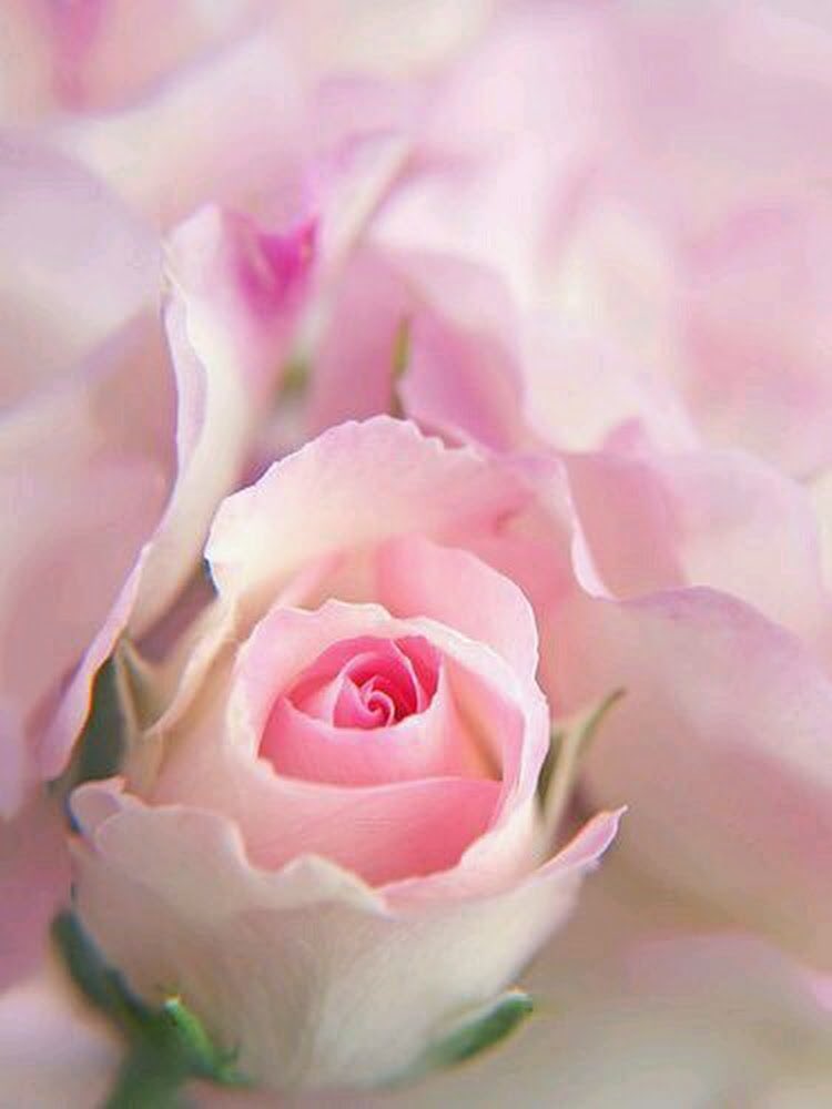 Thanks Milu 🌹 <a href="/MiluRamalho/">Milu Ramalho</a> <a href="/promostking/">PROMOSTKING</a> <a href="/iaoignkyi/">セラ－ピ－石川  DM NOT TUCH</a> @LukaLuzelia <a href="/Mifunayama/">Miyuki</a>