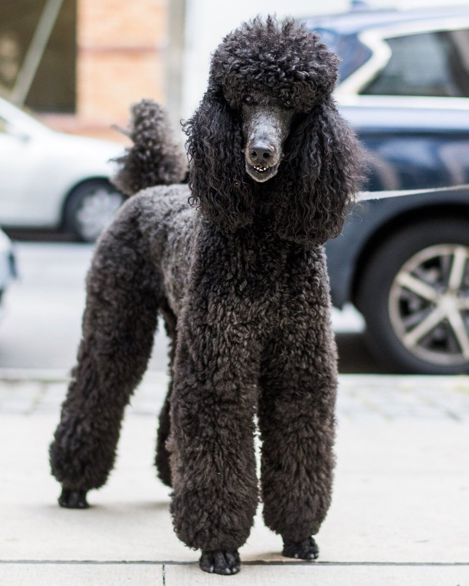 thedogist's tweet photo. Nico, Standard Poodle (4 y/o), 3rd & Mercer St., New York, NY โข "He's a thinking dog. He'll sometimes think and walk into a pole." https://t.co/Gc8N9LhFtN