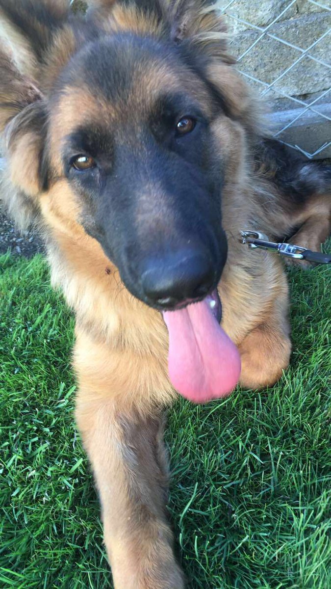 kajrate's tweet photo. #DogsofFirehouse @FirehouseSubs https://t.co/Q3zgXhD5y8