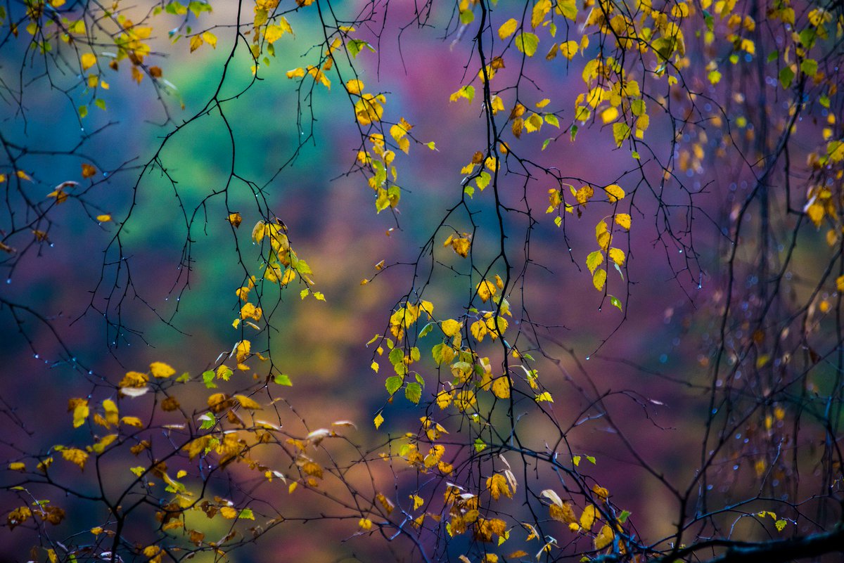 ForestryLS's tweet photo. #youknowitsautumn when Scotland sparkles. #ScotSpirit 
Faskally Forest, Pitlochry
https://t.co/1EU4LmXOwY https://t.co/BBVvt1716d