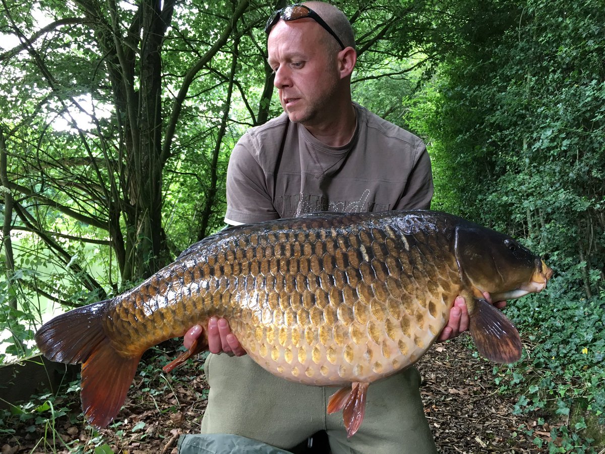 turbo0990's tweet photo. @ccmoore_baits live system with added roasted nut extract and B+ doing the job for this 31.6lb common #livesystem #ccmore https://t.co/gT0sLfbtWE