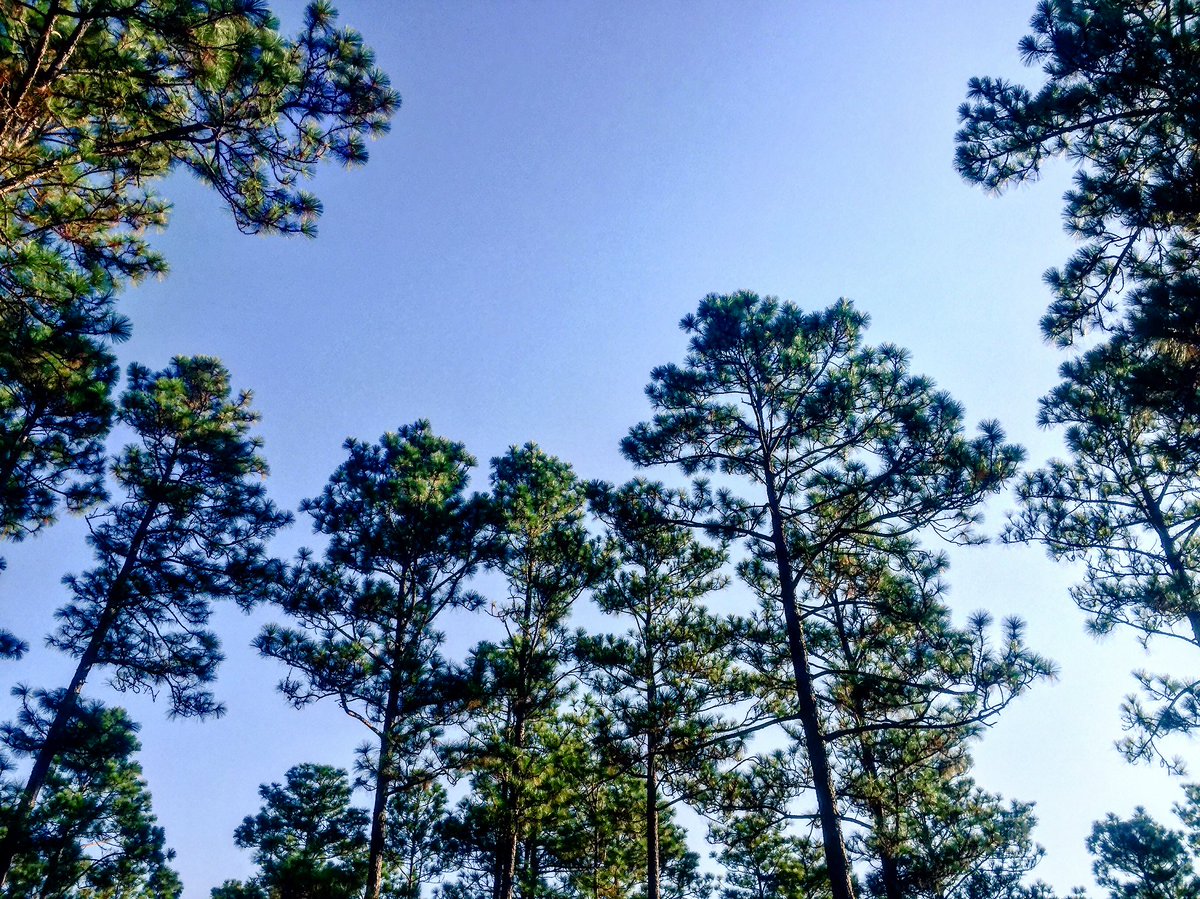 pineywoodsfest's tweet photo. It's time for #pwp16. Gates 12pm. Tickets/VIP passes etc can be purchased when you arrive 53 Lomas Rd #Hattiesburg or @GroveTransit shuttle https://t.co/OmTWtaLF4B
