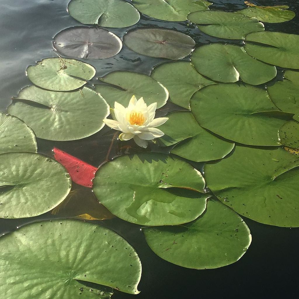 EmilyKay3's tweet photo. Happy Friday!! Dreaming of kayaking in Wawanosh while sitting in Jury duty 😩 #lillypads #kayak #outdoors #sunshine … https://t.co/0e6ICJniW6