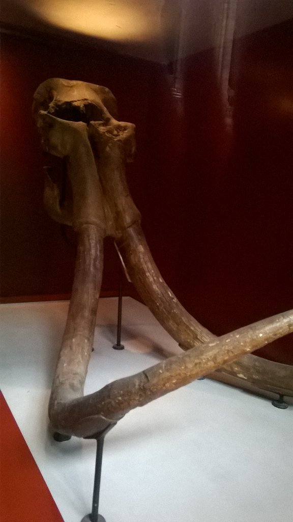 Wonderful Woolly Mammoth skull on display <a href="/NHM_London/">Natural History Museum</a> #FossilFriday