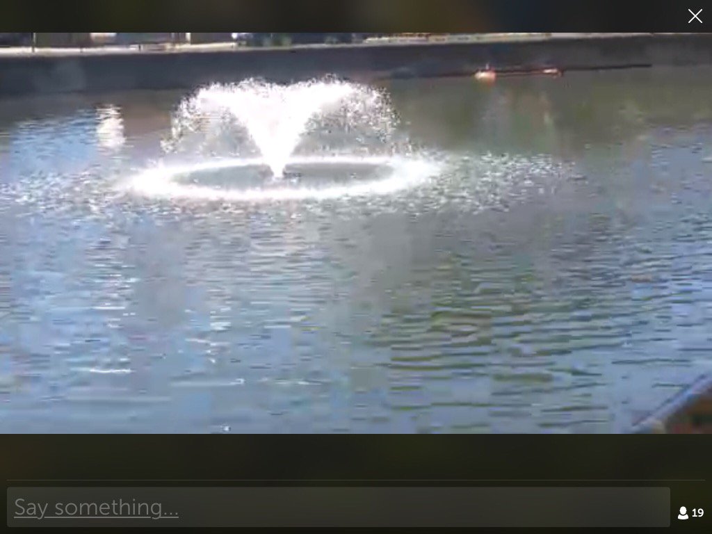 slavesi1's tweet photo. .@britishspy on #Periscope: watching the Canadian geese #scopelondon https://t.co/Tw9tJWTnzC https://t.co/D8cZBhXNGO