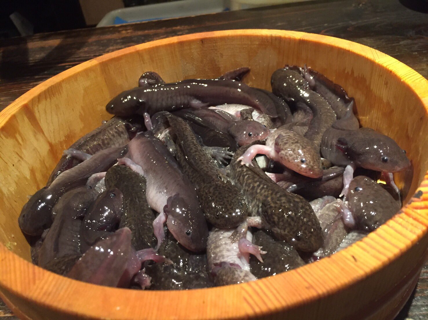 ウーパールーパー 食用 ウーパールーパー 食用