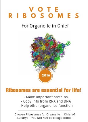 ribosomes2ad's tweet photo. Vote for Ribosomes 2016! @murphyapbio https://t.co/b6ELavOyxe