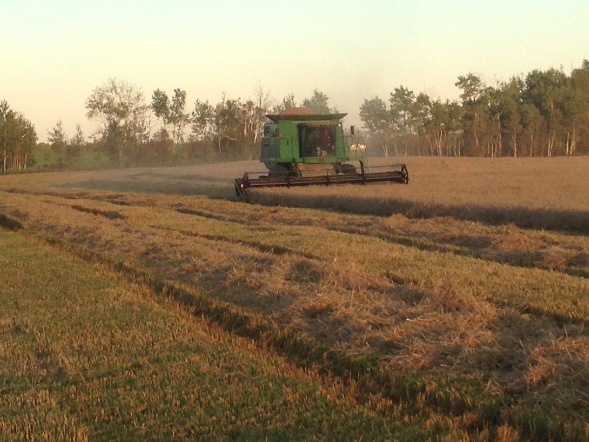 PeggyBrekveld's tweet photo. Rain stopped! Wheat straight off the field, to the port elevators! 14% moisture! #happyfallday @OntAg @farmnorthag @OntarioFarms #tbay https://t.co/z9YpR1kcRb