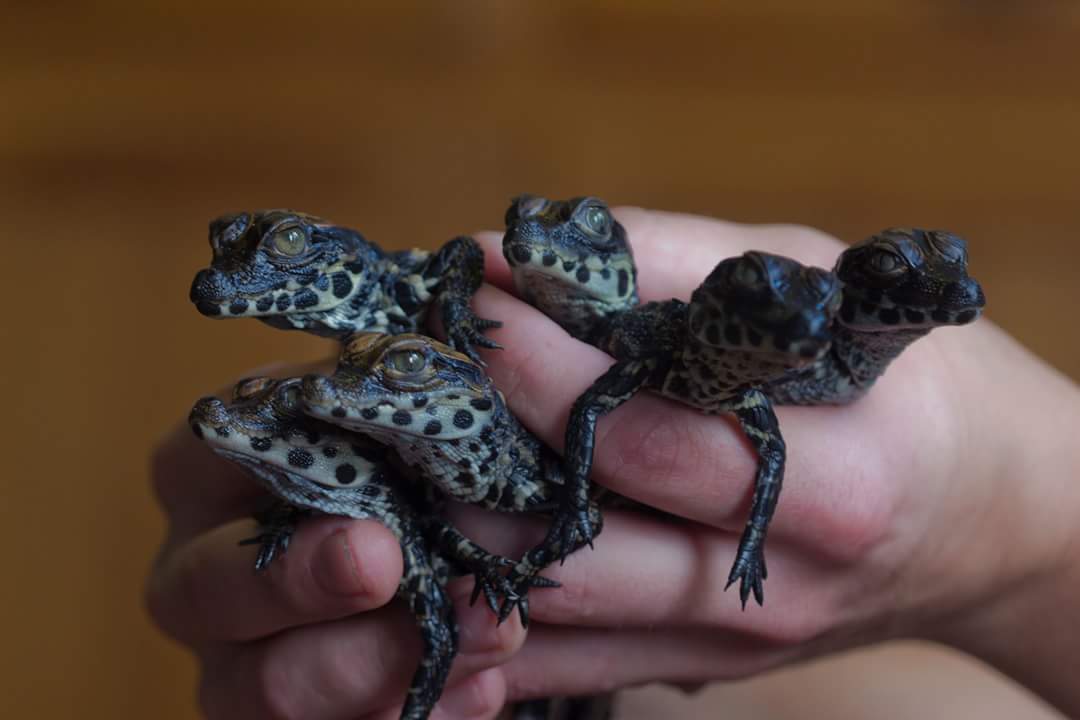 DPOliemeulen's tweet photo. OMG! Hoe #cute zijn deze babykrokodillen @freekvonk? #baby #crocs #CutenessOverload 😍 https://t.co/28CTq1uush