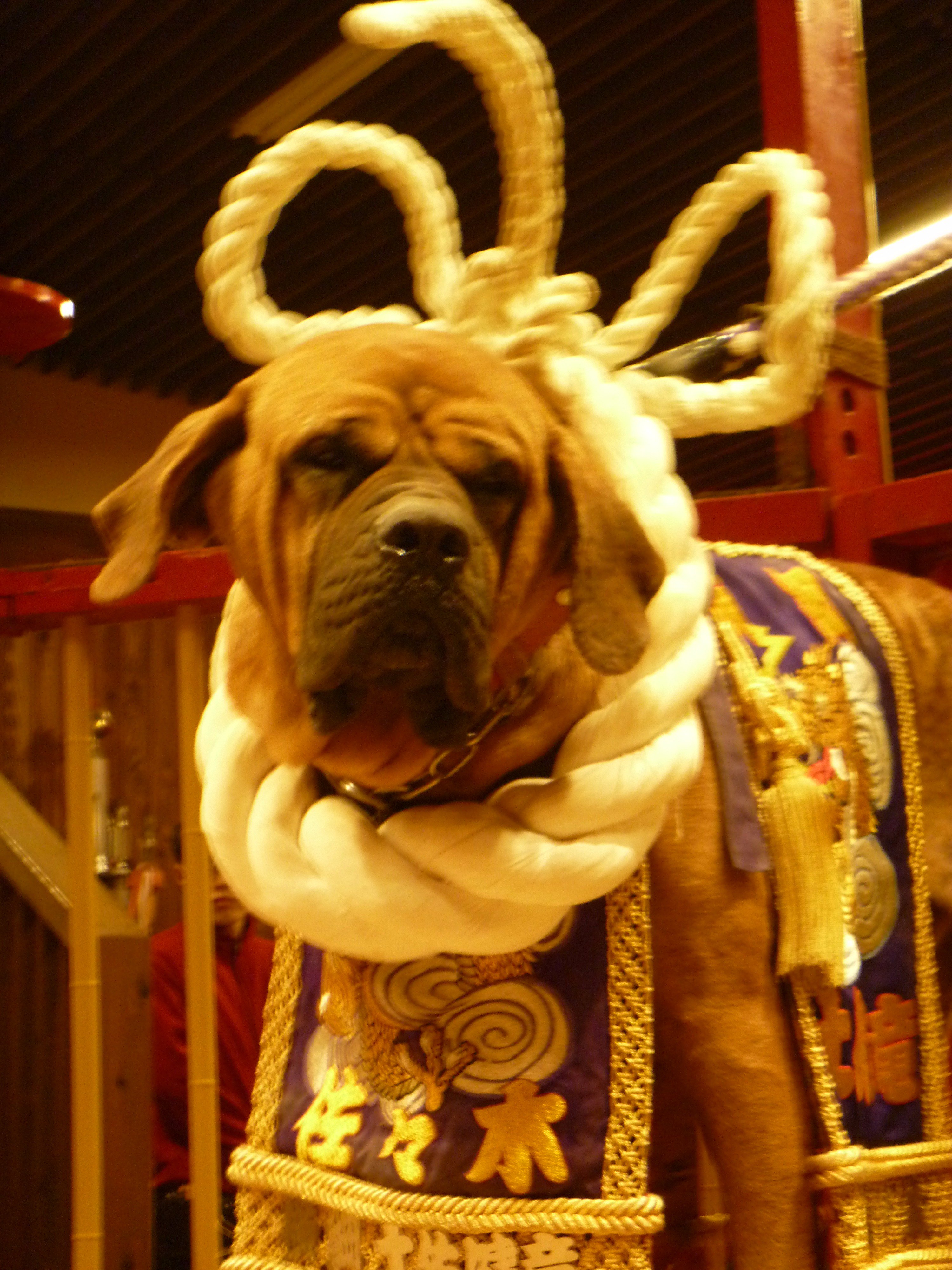 【超激レア】　任侠　土佐犬　記念品　湯呑み大　011 超激レア】 任侠 土佐犬 記念品 湯呑み大 011 - メルカリ