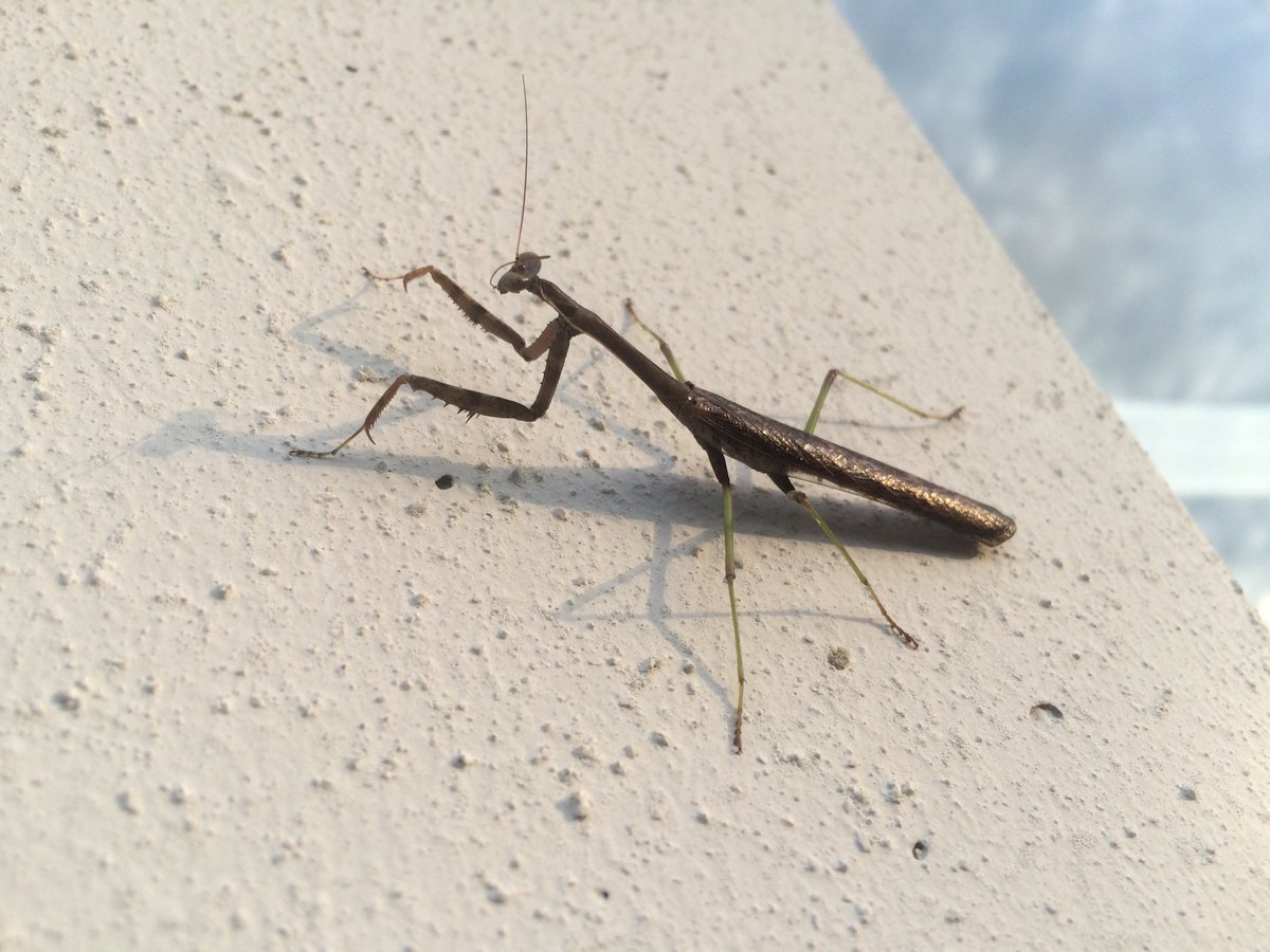 MusselDS's tweet image. Cool preying mantis on the wall of the OSU wetlands. @AlexDeMilto @osuc_curator @AnimalOSU