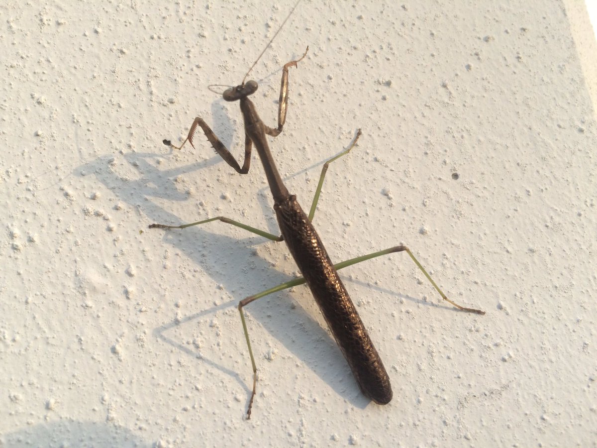 MusselDS's tweet image. Cool preying mantis on the wall of the OSU wetlands. @AlexDeMilto @osuc_curator @AnimalOSU
