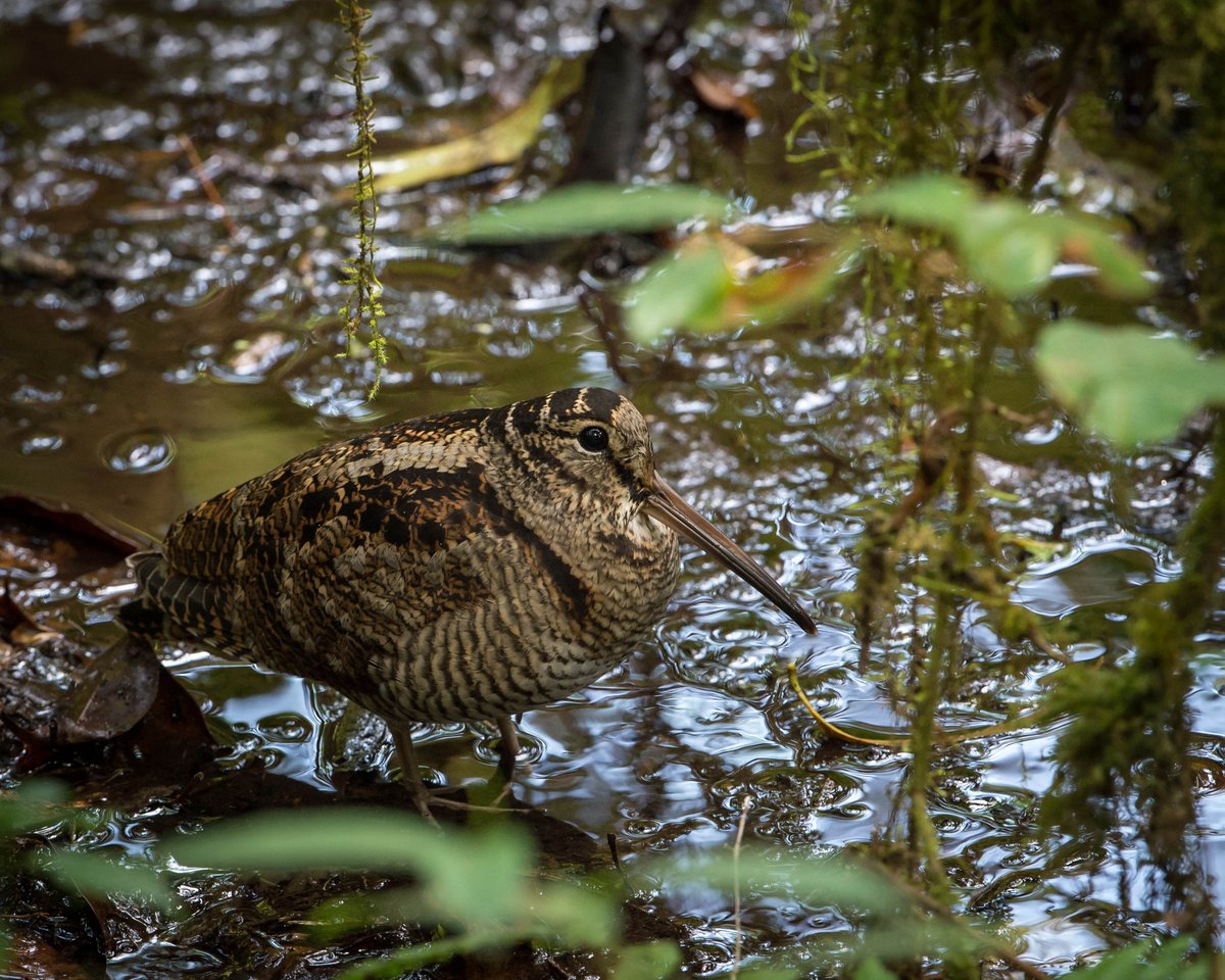 BirdwatchExtra's tweet photo. Save our Woodcocks! Chris Packham launches petition to halt shooting of declining woodland wader https://t.co/LKeEywzSKM https://t.co/QHb5LVHbxc