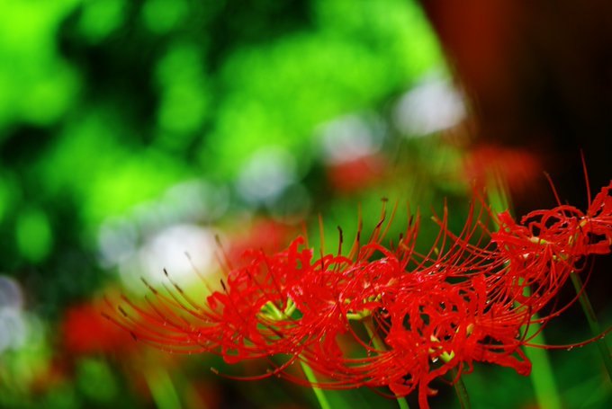 彼岸花のtwitterイラスト検索結果 古い順