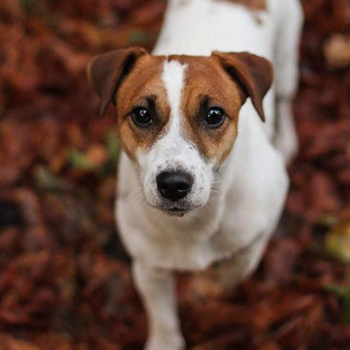 thedogeffect's tweet photo. Hi there little @jackrussell_capone 🎈#thedogeffect #jackrussellterrier #jackrussell #dogs… https://t.co/xXgv0NB1eh https://t.co/BdkH0BtcqF