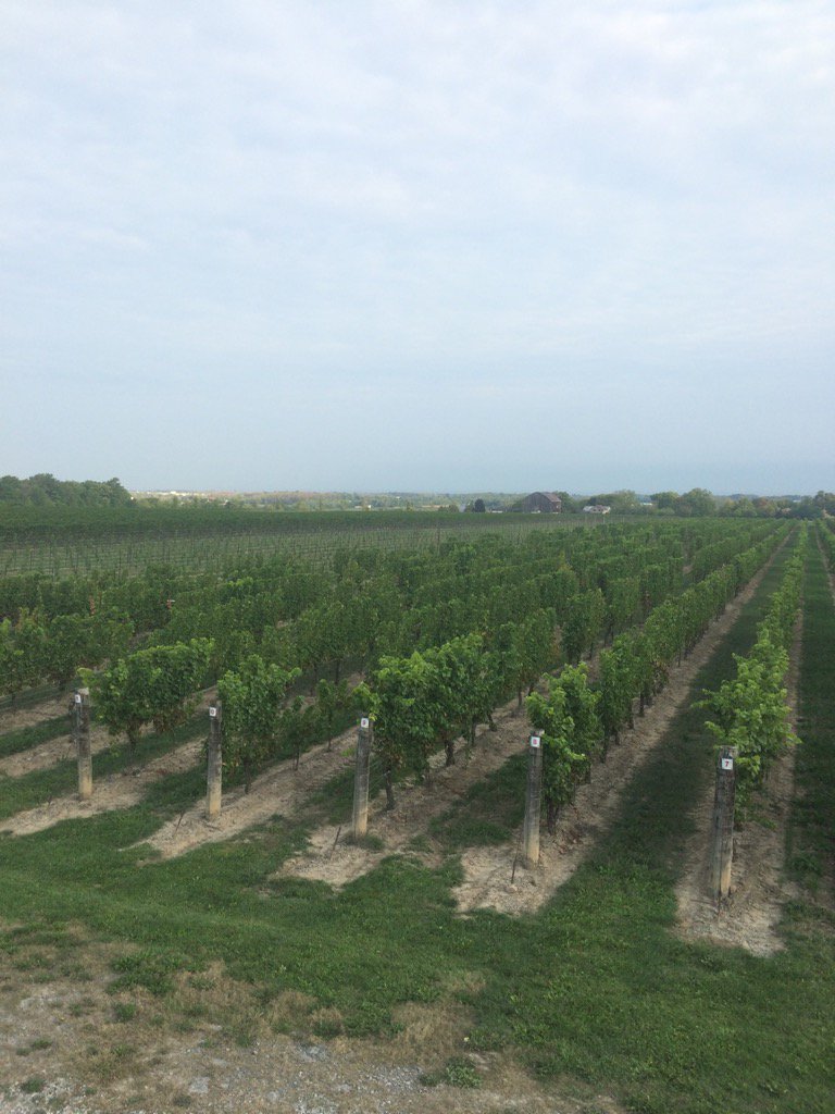 UnrauC's tweet photo. Take me home to the place I belong, Beamsville bench, Mountain Mama take me home! https://t.co/Qn3jaabifY